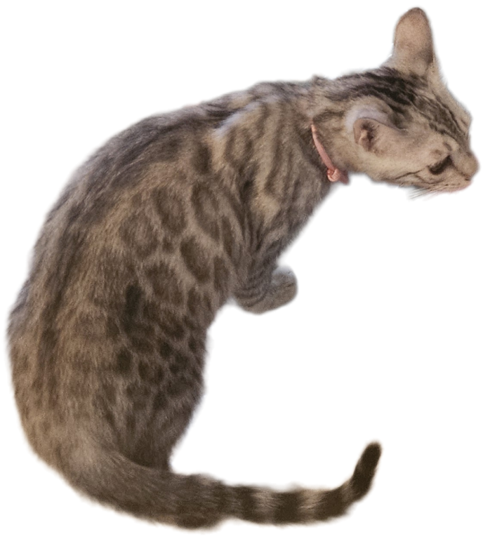 READY Silver Female Bengal Kitten photo 3