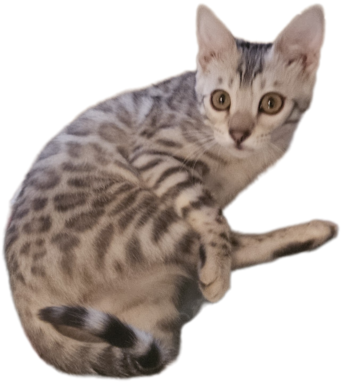 READY Silver Female Bengal Kitten photo 2