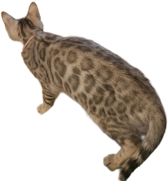 READY Silver Female Bengal Kitten photo 1