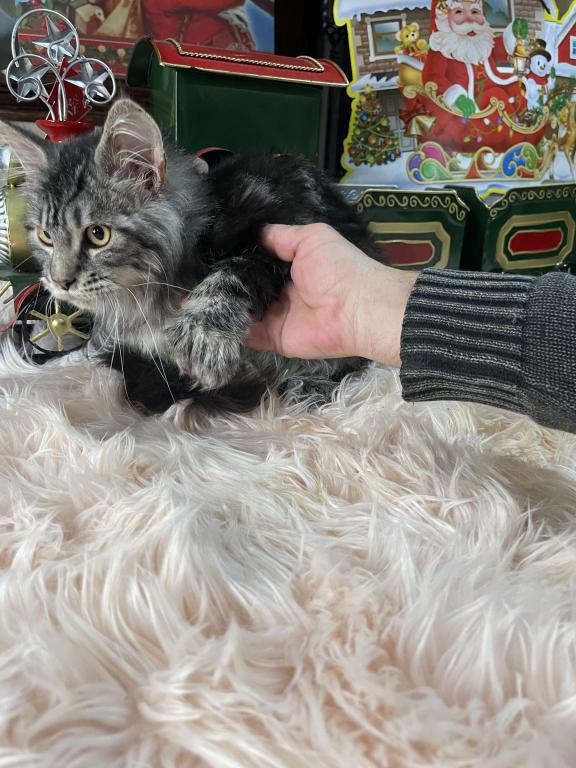 Leon Polydactyl photo 5
