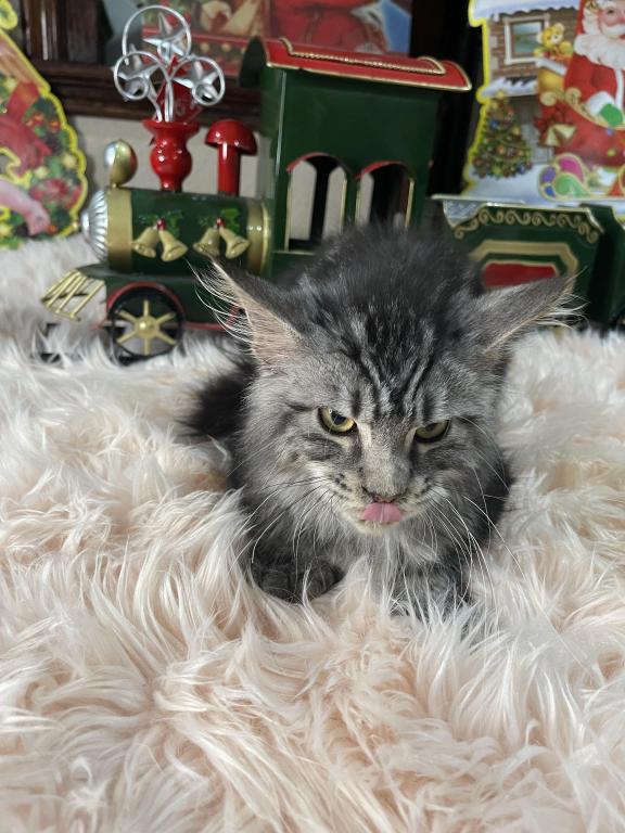 Leon Polydactyl photo 4