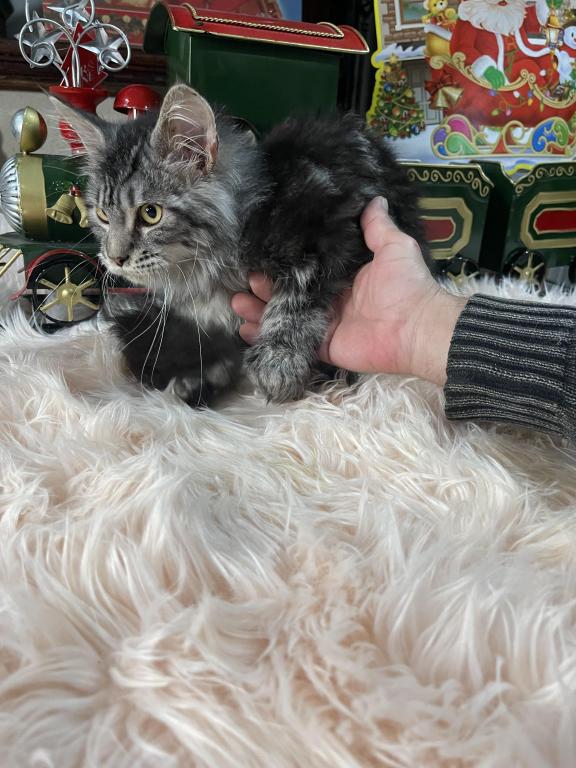 Leon Polydactyl photo 2