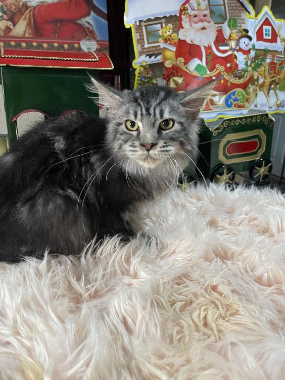 Leon Polydactyl photo 8