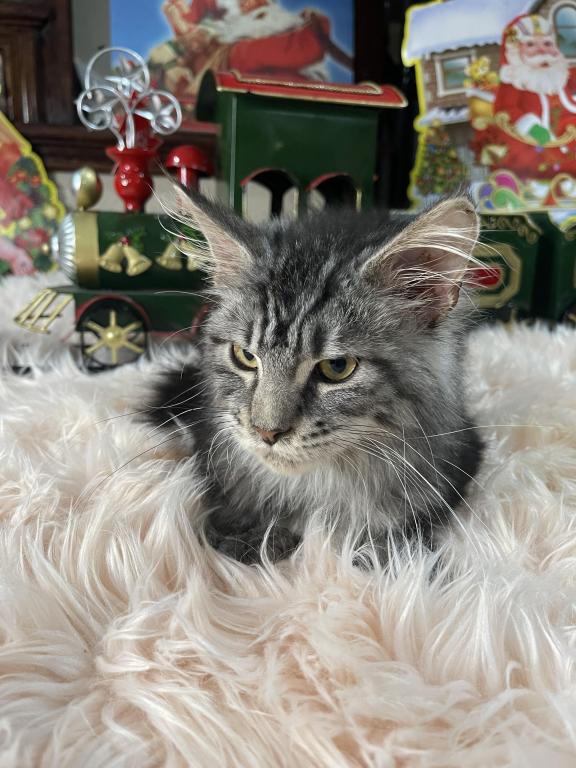 Leon Polydactyl photo 6