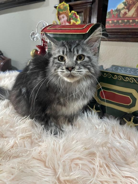 Leon Polydactyl photo 7