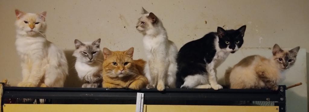 Variety Kittys