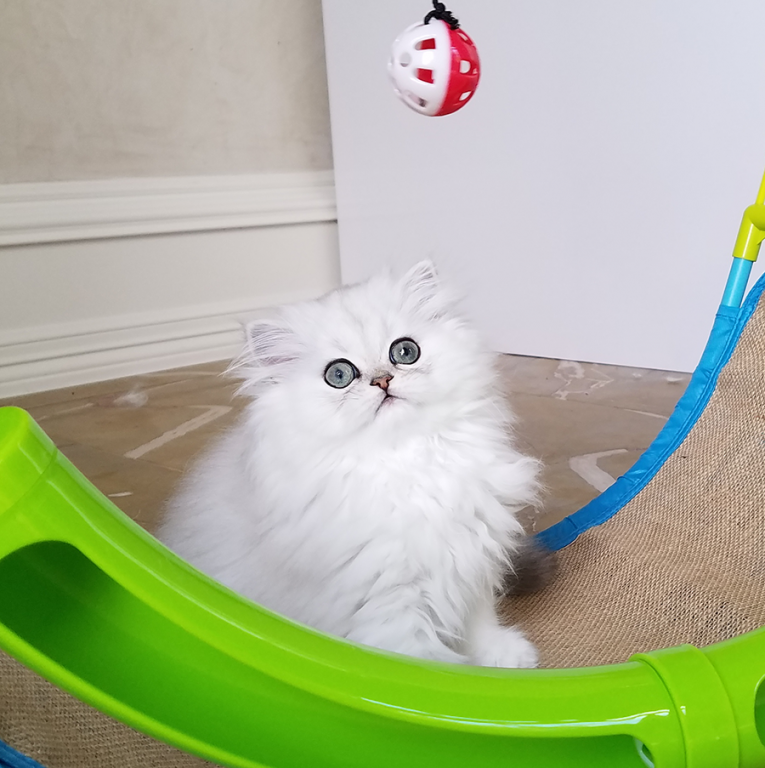 Tiny Tot photo 6