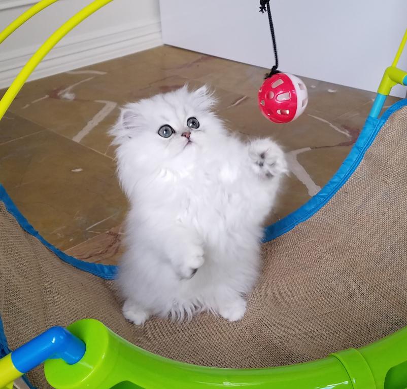 Tiny Tot photo 1