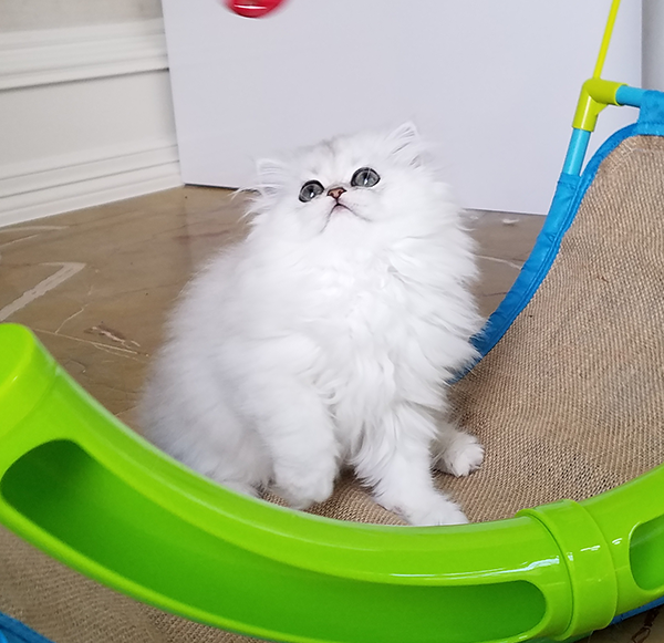 Tiny Tot photo 4