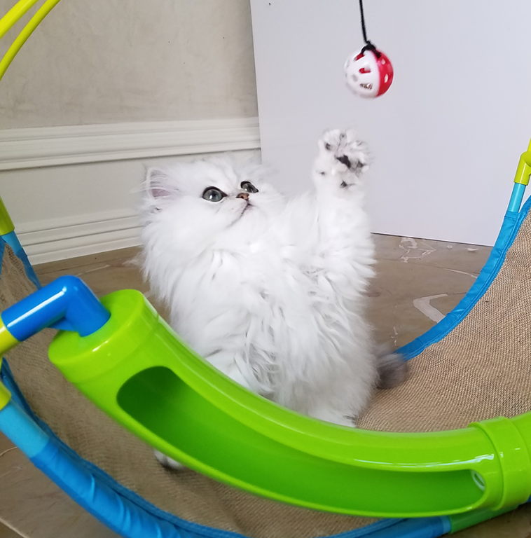 Tiny Tot photo 5