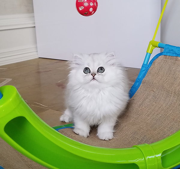 Tiny Tot photo 3