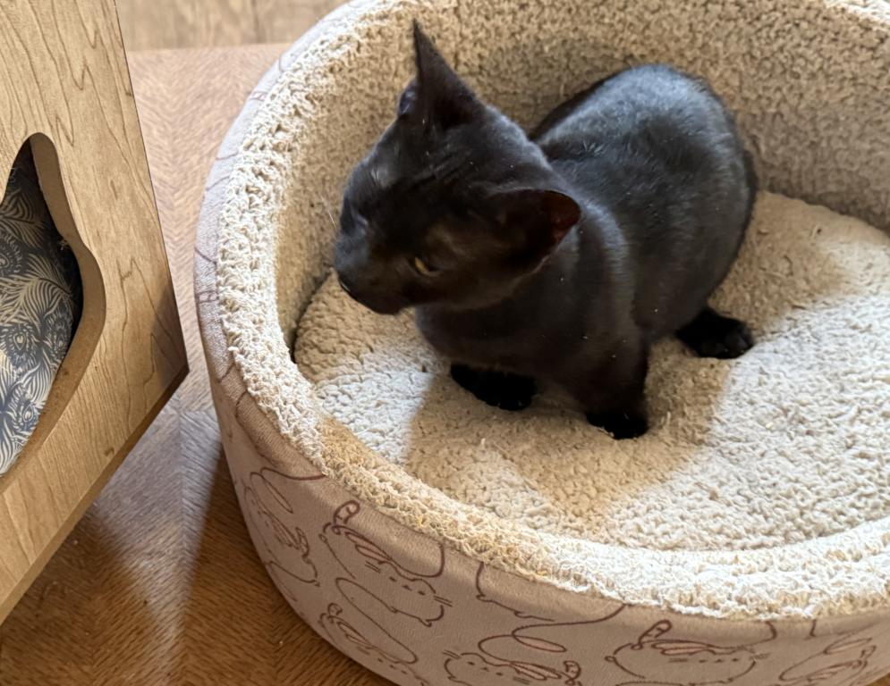 Babe & Cooper Munchkin Kittens photo 3
