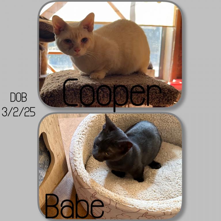 Babe & Cooper Munchkin Kittens photo 1