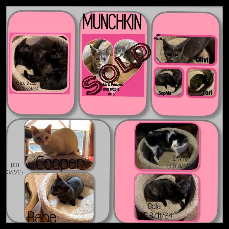 Babe & Cooper Munchkin Kittens photo 2