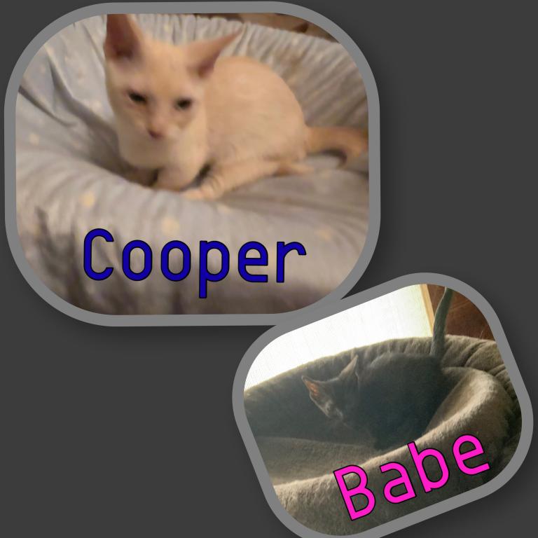 Babe & Cooper Munchkin Kittens photo 5