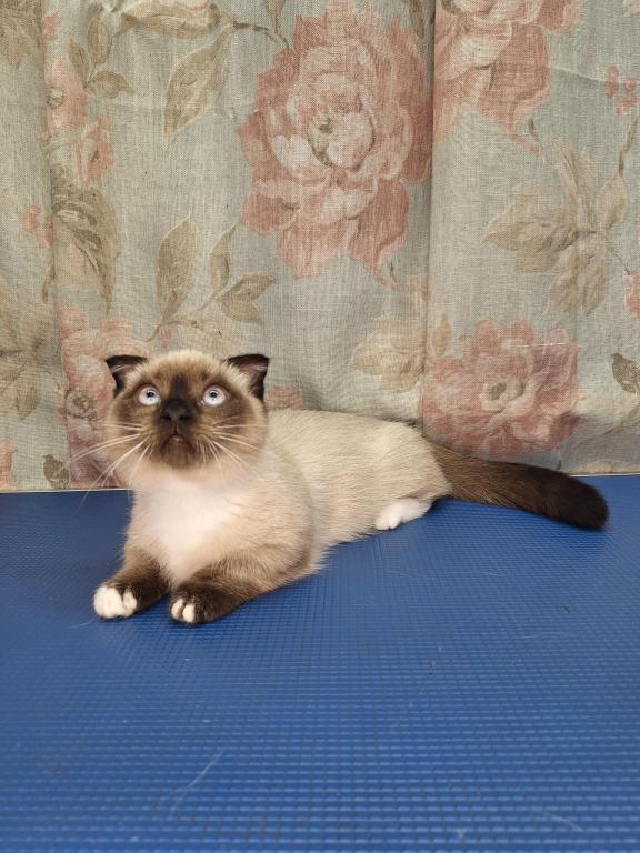 Scottish Fold Munchkin photo 5