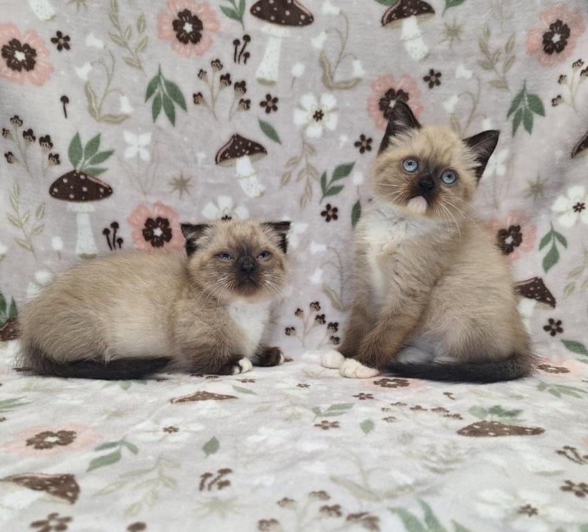 Scottish Fold Munchkin photo 29