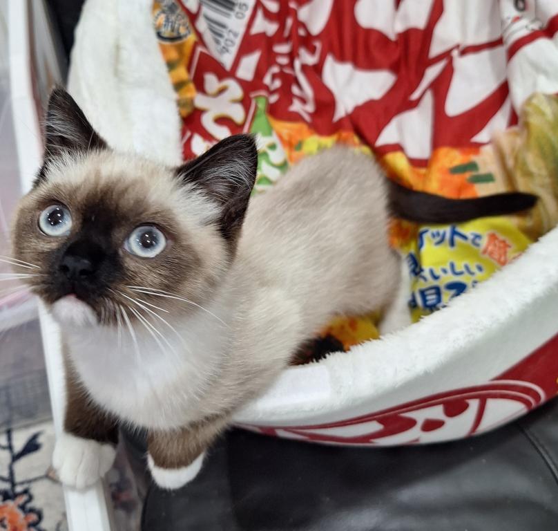 Scottish Fold Munchkin photo 16