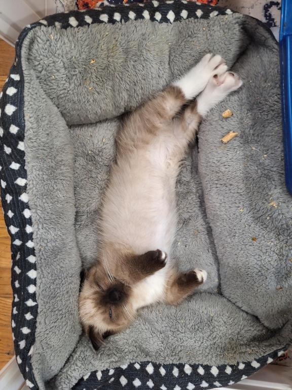 Scottish Fold Munchkin photo 18