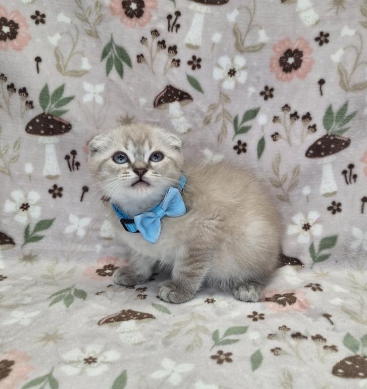 Scottish Fold Munchkin photo 22