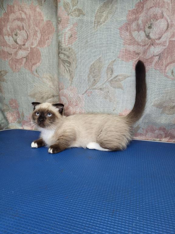 Scottish Fold Munchkin photo 10