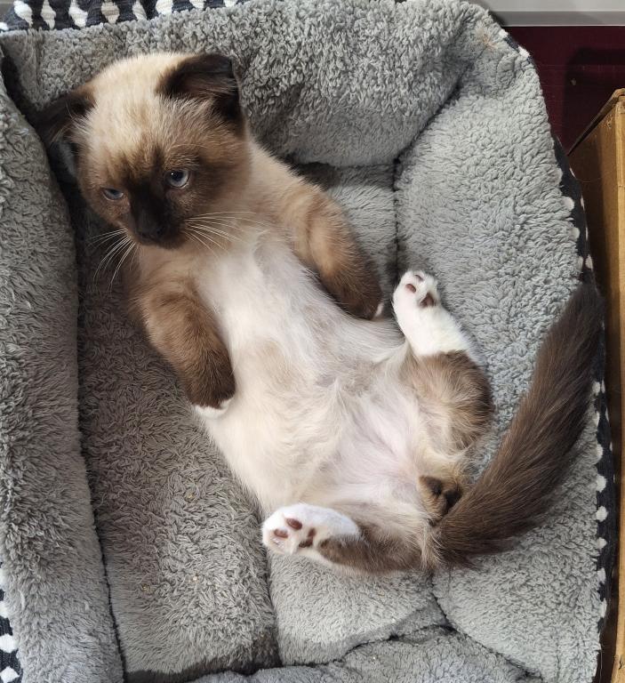 Scottish Fold Munchkin photo 20
