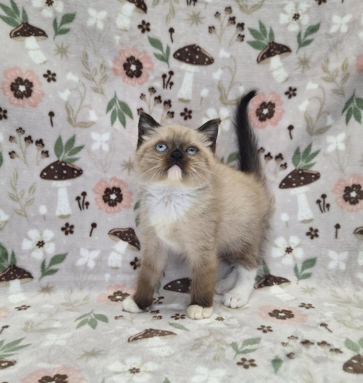 Scottish Fold Munchkin photo 30