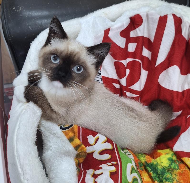 Scottish Fold Munchkin photo 12