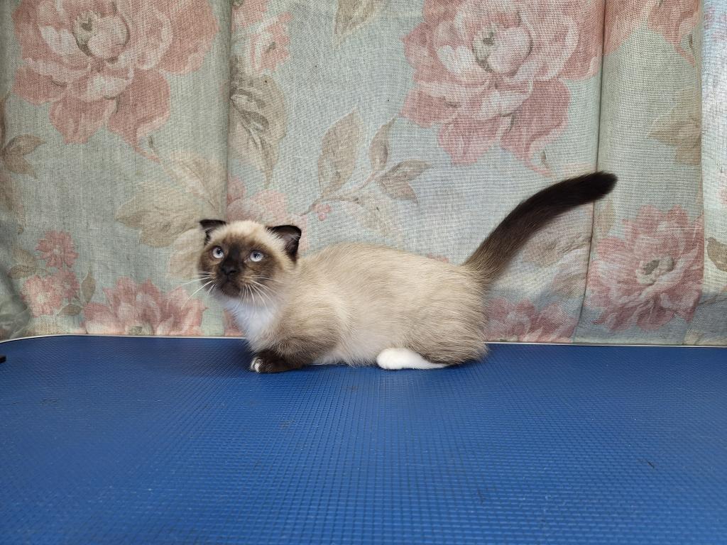 Scottish Fold Munchkin photo 6