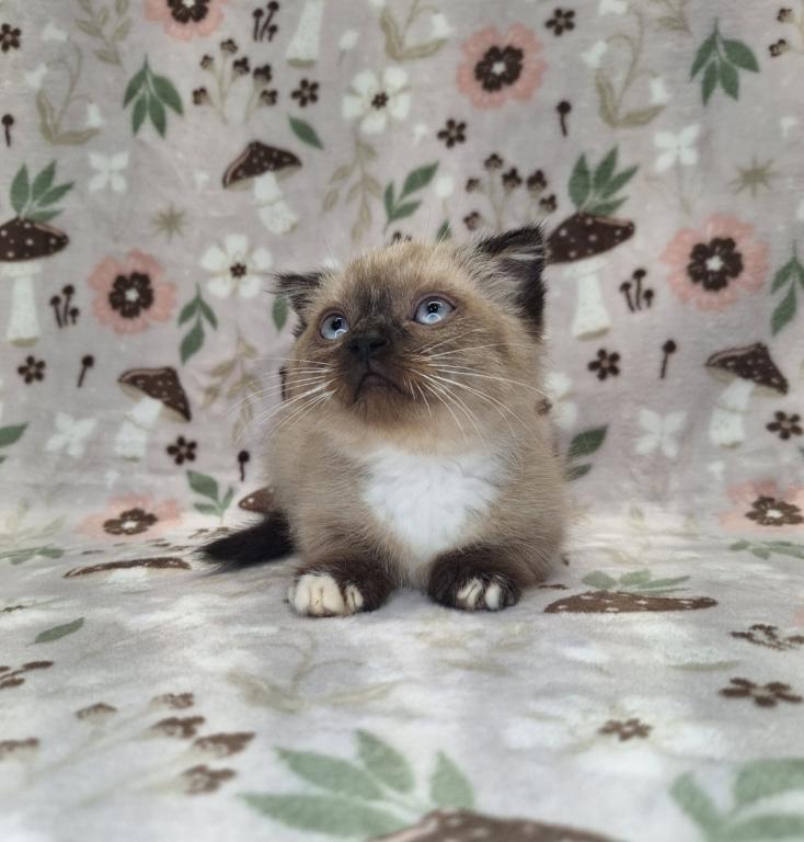 Scottish Fold Munchkin photo 27