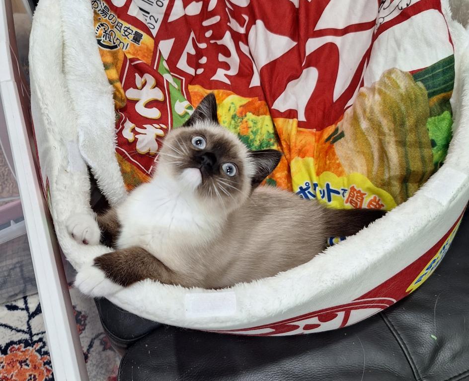 Scottish Fold Munchkin photo 17
