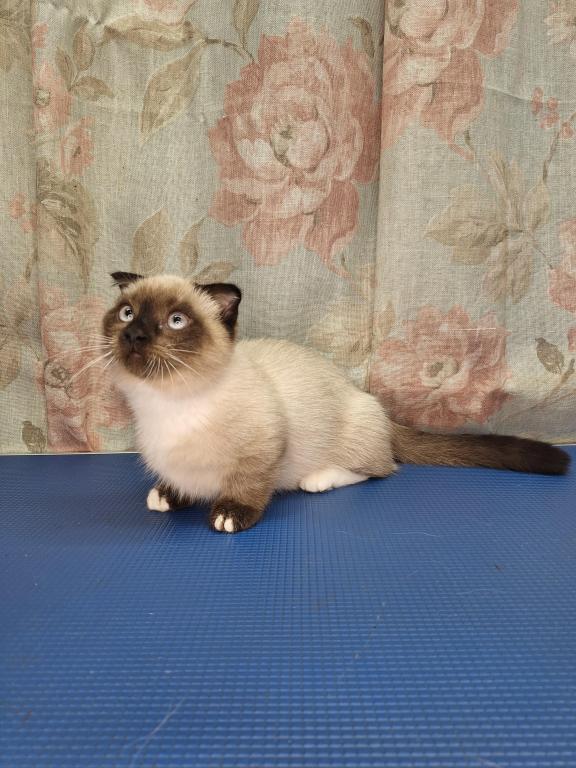 Scottish Fold Munchkin photo 3