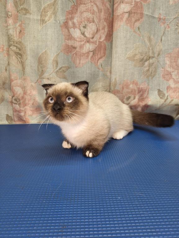 Scottish Fold Munchkin photo 2