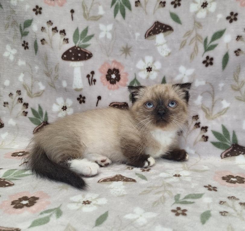 Scottish Fold Munchkin photo 25