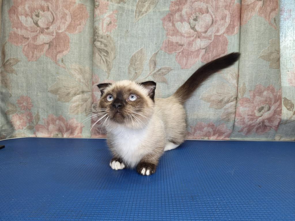 Scottish Fold Munchkin photo 9