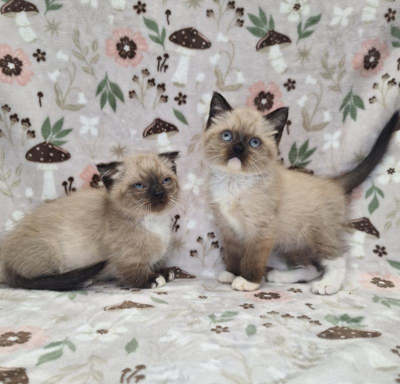 Scottish Fold Munchkin photo 28