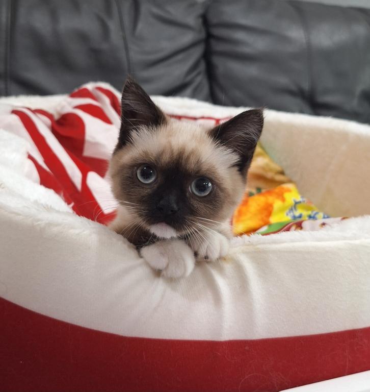 Scottish Fold Munchkin photo 11