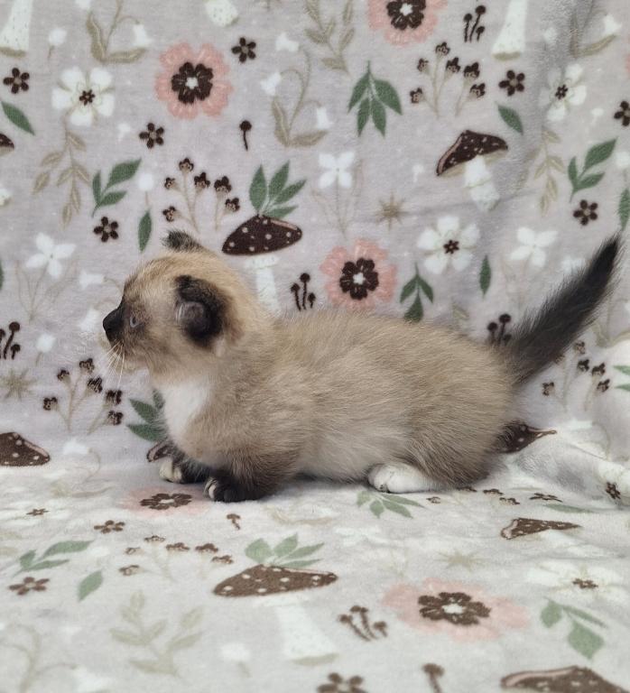 Scottish Fold Munchkin photo 23