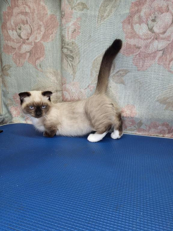 Scottish Fold Munchkin photo 8