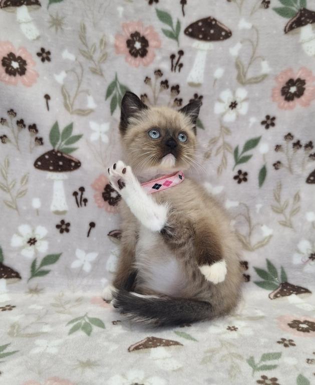 Scottish Fold Munchkin photo 32