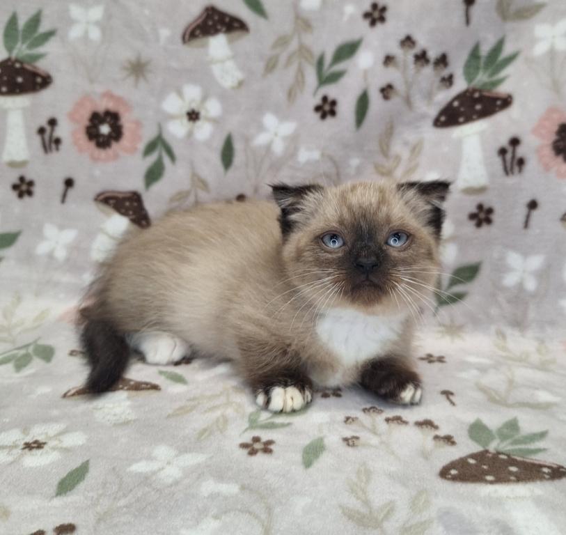 Scottish Fold Munchkin photo 24