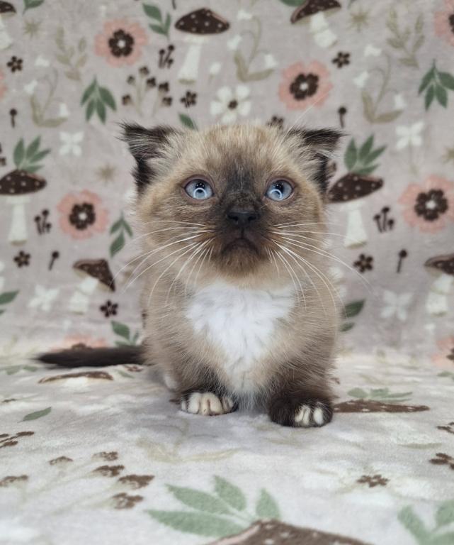 Scottish Fold Munchkin photo 26