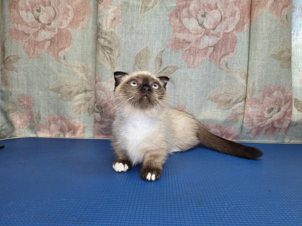 Scottish Fold Munchkin photo 7