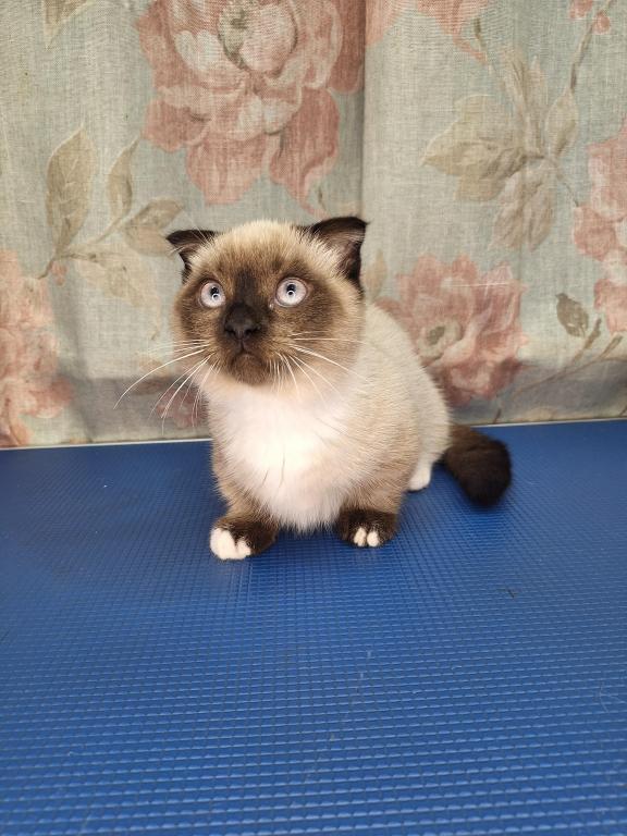 Scottish Fold Munchkin photo 4