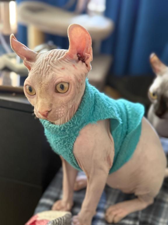 Sphynx Elf Male photo 5