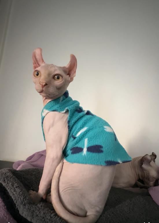 Sphynx Elf Male photo 7