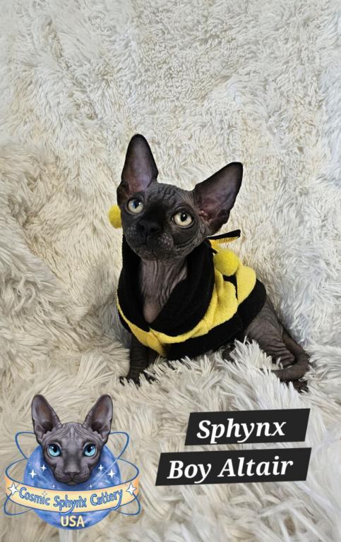 Sphynx Black Boy Altair  TICA Rights photo 9