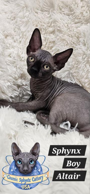 Sphynx Black Boy Altair  TICA Rights photo 5