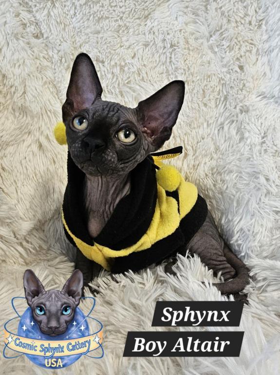 Sphynx Black Boy Altair  TICA Rights photo 4