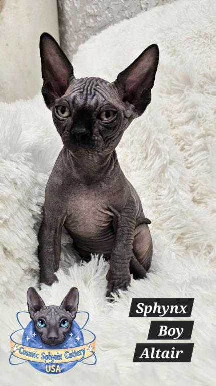 Sphynx Black Boy Altair  TICA Rights photo 7